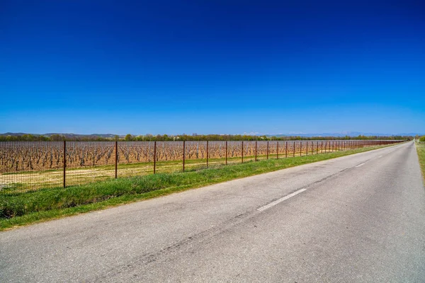 Landschap met een cultuur van wijngaarden in de lentetijd — Stockfoto
