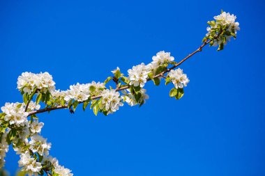 mavi gökyüzü üzerinde güzel erik çiçeği