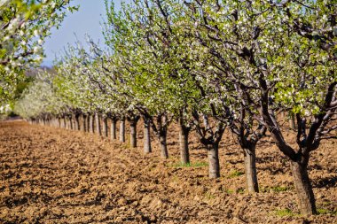 güzel bir meyve bahçesi olan Erik ağaçlarının çiçek, sprin ile manzara