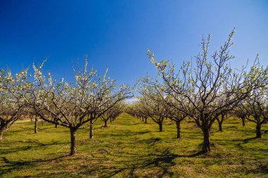 güzel bir meyve bahçesi olan Erik ağaçlarının çiçek, sprin ile manzara