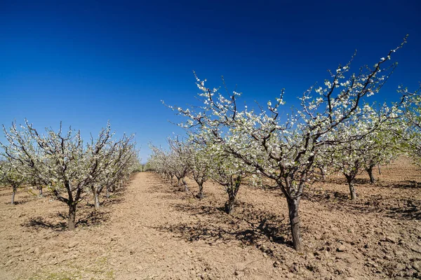 Paisaje con un hermoso huerto de ciruelos en flor, sprin —  Fotos de Stock