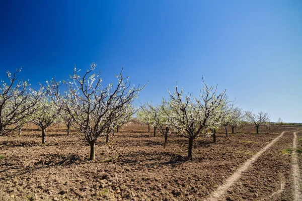 Landscape with a beautiful orchard of plum trees in bloom, sprin — Stock Photo, Image