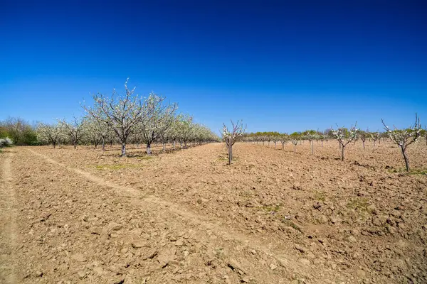 Paisaje con un hermoso huerto de ciruelos en flor, sprin —  Fotos de Stock