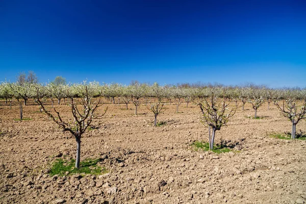 Paisaje con un hermoso huerto de ciruelos en flor, sprin —  Fotos de Stock