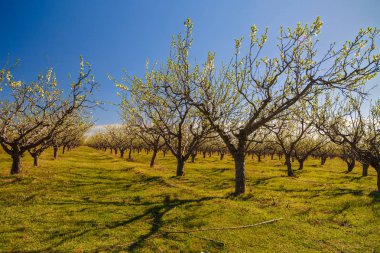 güzel bir meyve bahçesi olan Erik ağaçlarının çiçek, sprin ile manzara