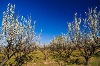 güzel bir meyve bahçesi olan Erik ağaçlarının çiçek, sprin ile manzara