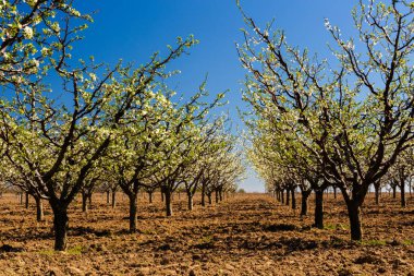güzel bir meyve bahçesi olan Erik ağaçlarının çiçek, sprin ile manzara