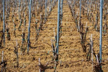 bahar süre içinde üzüm kültürü ile manzara