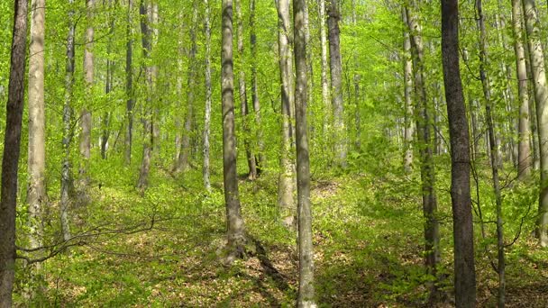 Paisaje con un hermoso bosque durante la primavera — Vídeo de stock