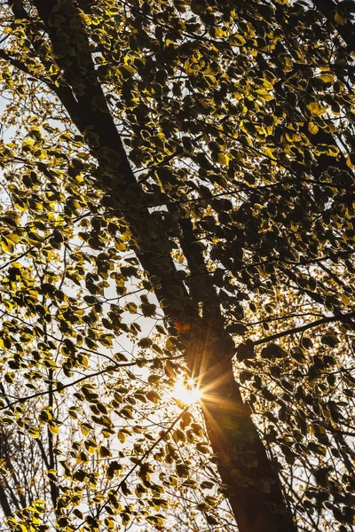 Όμορφο τοπίο με ήλιο λάμπει μέσα από κλαδιά δέντρων — Φωτογραφία Αρχείου