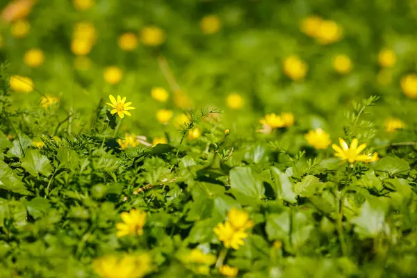 Beautiful spring flowers in the forest — Stock Photo, Image