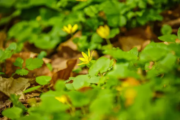 Belas flores de primavera na floresta — Fotografia de Stock