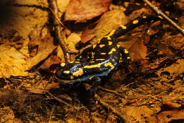 Salamander, fire salamander in nature, close up, macro — Stock Photo, Image