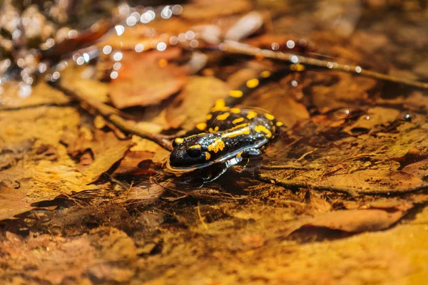 Salamander, Feuersalamander in der Natur, Nahaufnahme, Makro — Stockfoto