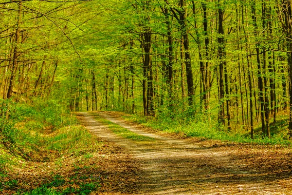 Idilli életmód a zöld erdőben, és puha napfény besütött f — Stock Fotó