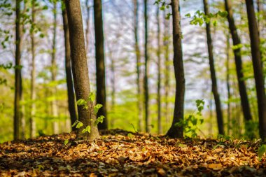 Bahar ormandaki yeşil ağaçlar ile güzel manzara