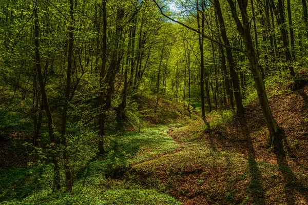 Bela paisagem com árvores verdes na floresta de primavera — Fotografia de Stock