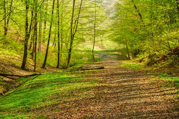 Manera idílica en bosque verde con luz solar suave que brilla a través de f —  Fotos de Stock