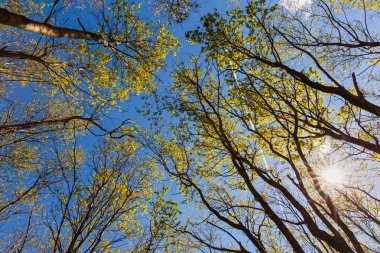 Ağaç dallarının arasından parlayan güneşli güzel bir manzara.