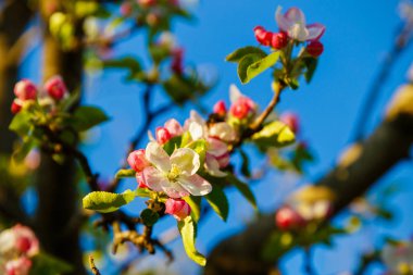 Bahar çiçeği: Bahçe sırtına yeni gelişen bir elma ağacının dalını