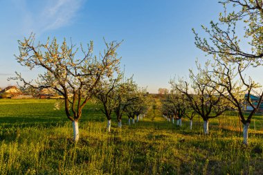 güzel bir meyve bahçesi olan Erik ağaçlarının çiçek, sprin ile manzara