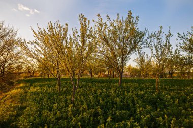 güzel bir meyve bahçesi olan Erik ağaçlarının çiçek, sprin ile manzara