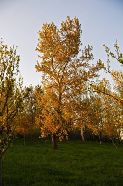 Yalnız kavak yaylı manzara