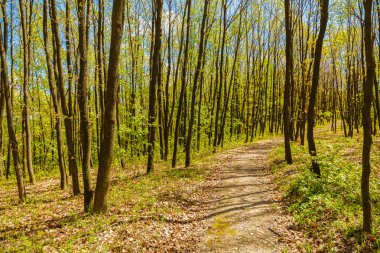 F parlayan yumuşak güneş ışığı ile yeşil orman pastoral şekilde