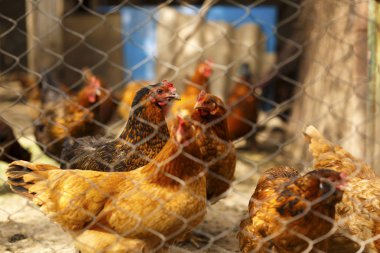 Romanya ülkenin herhangi bir yerinde bir evde tavuk