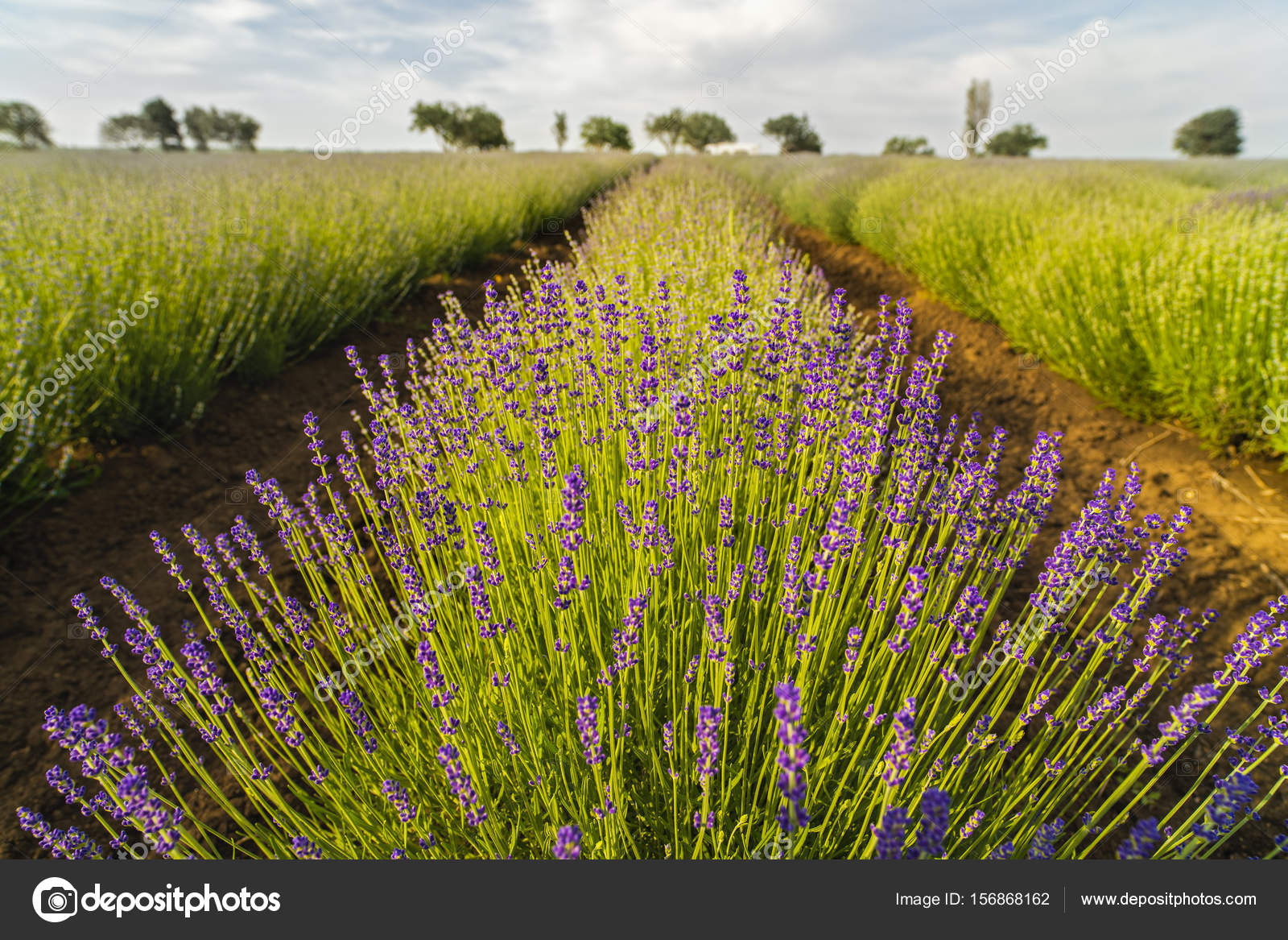 Landscape with lavender roots at the beginning of bloom — Stock Photo