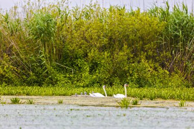 Tuna Deltası'nda farklı kuşlar ile manzara