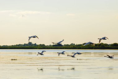Tuna Deltası'nda farklı kuşlar ile manzara