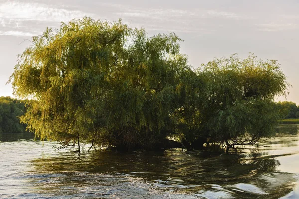 景观用水和植被在多瑙河三角洲，罗马尼亚 — 图库照片