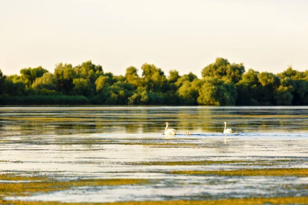 Paisaje con diferentes aves en el Delta del Danubio —  Fotos de Stock
