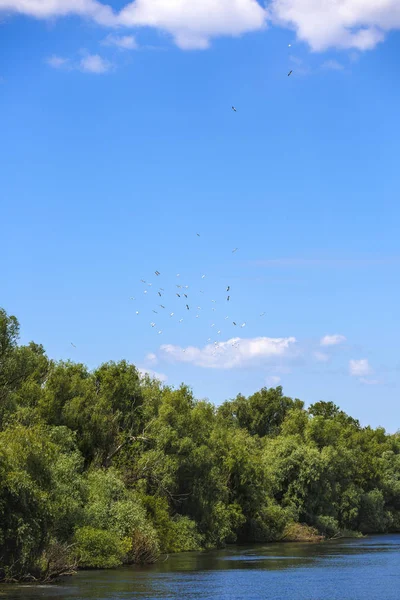 与不同的鸟在多瑙河三角洲景观 — 图库照片