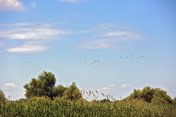 Landscape with different birds in the Danube Delta — Stock Photo, Image