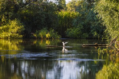 Tuna Deltası'nda farklı kuşlar ile manzara