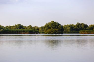 Tuna Deltası'nda farklı kuşlar ile manzara