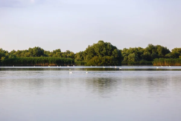 Landschaft mit verschiedenen Vögeln im Donaudelta — Stockfoto