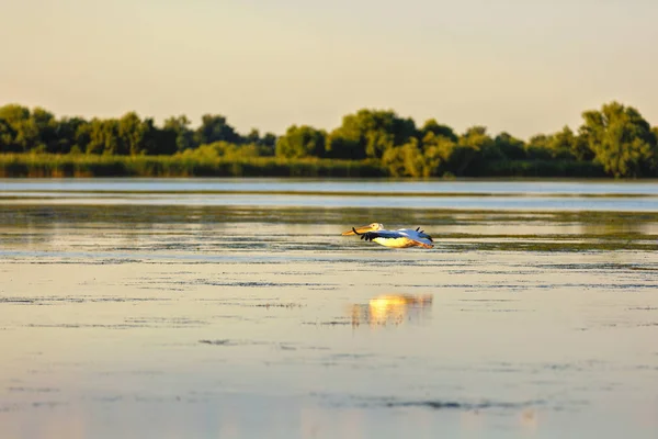 Landskap med forskjellige fugler i Donaudeltaet – stockfoto