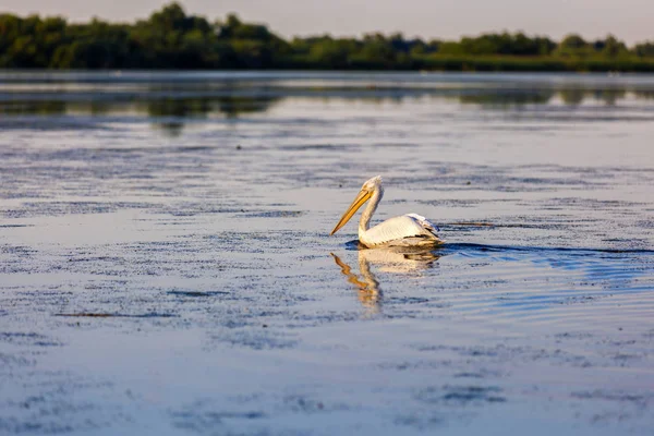 Paisaje con diferentes aves en el Delta del Danubio —  Fotos de Stock