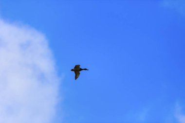 Bir göl üzerinde uçan erkek ördek