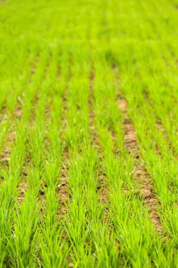 Bahar sezonu yeşil buğday