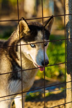 Barlar sonra güzel husky köpek