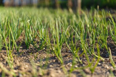 yaşlı adam home çalışır