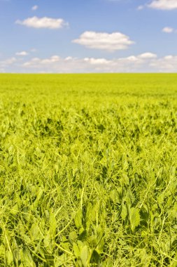 Bir bezelye kültürü ile yeşil alan