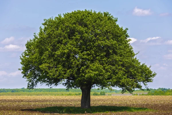 Tree isolated on an agricultural field — Stock Photo, Image