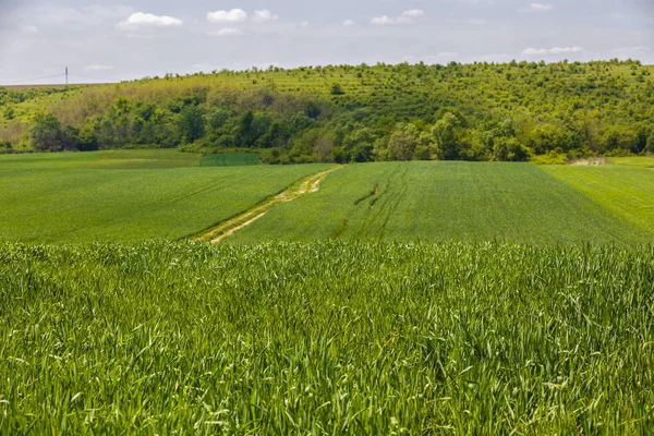 Bellissimo paesaggio con un grano verde — Foto Stock