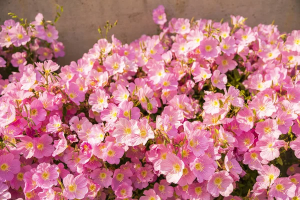 Красивые цветы в саду в парке — стоковое фото