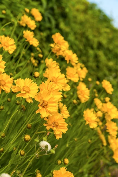 Beautiful garden flowers in the park — Stock Photo, Image